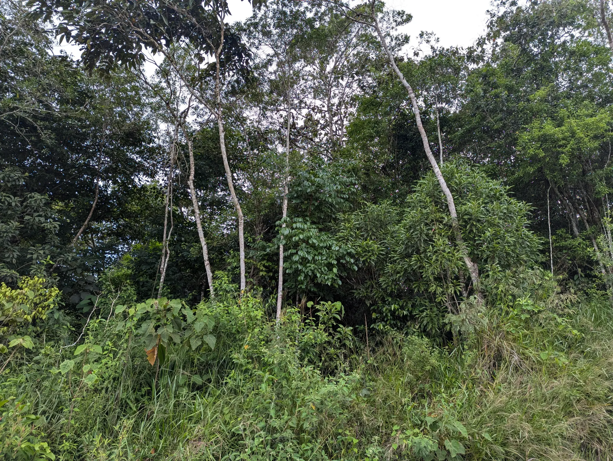 Permaculture feature at Finca Sylvatica