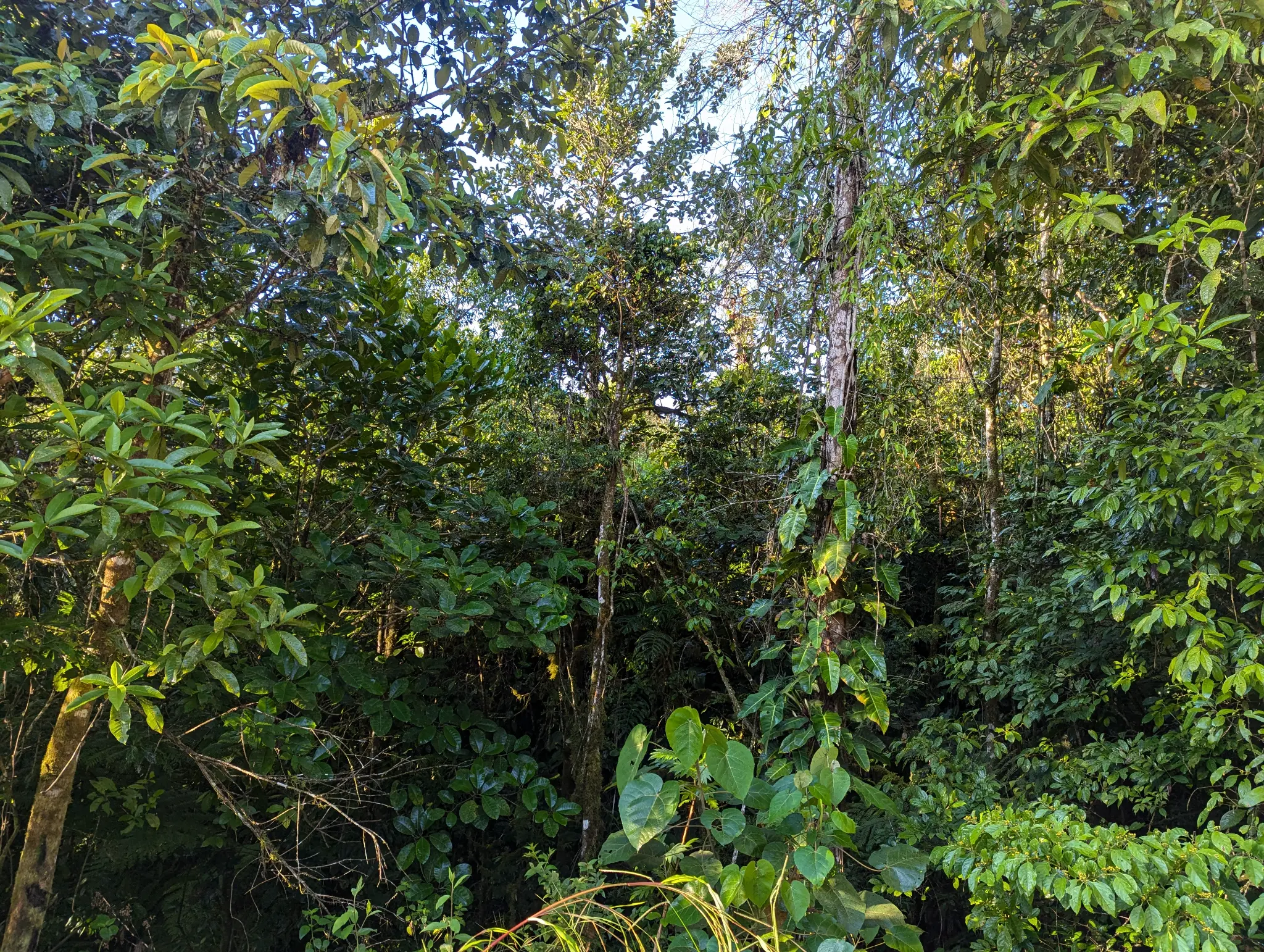 View of Finca Sylvatica