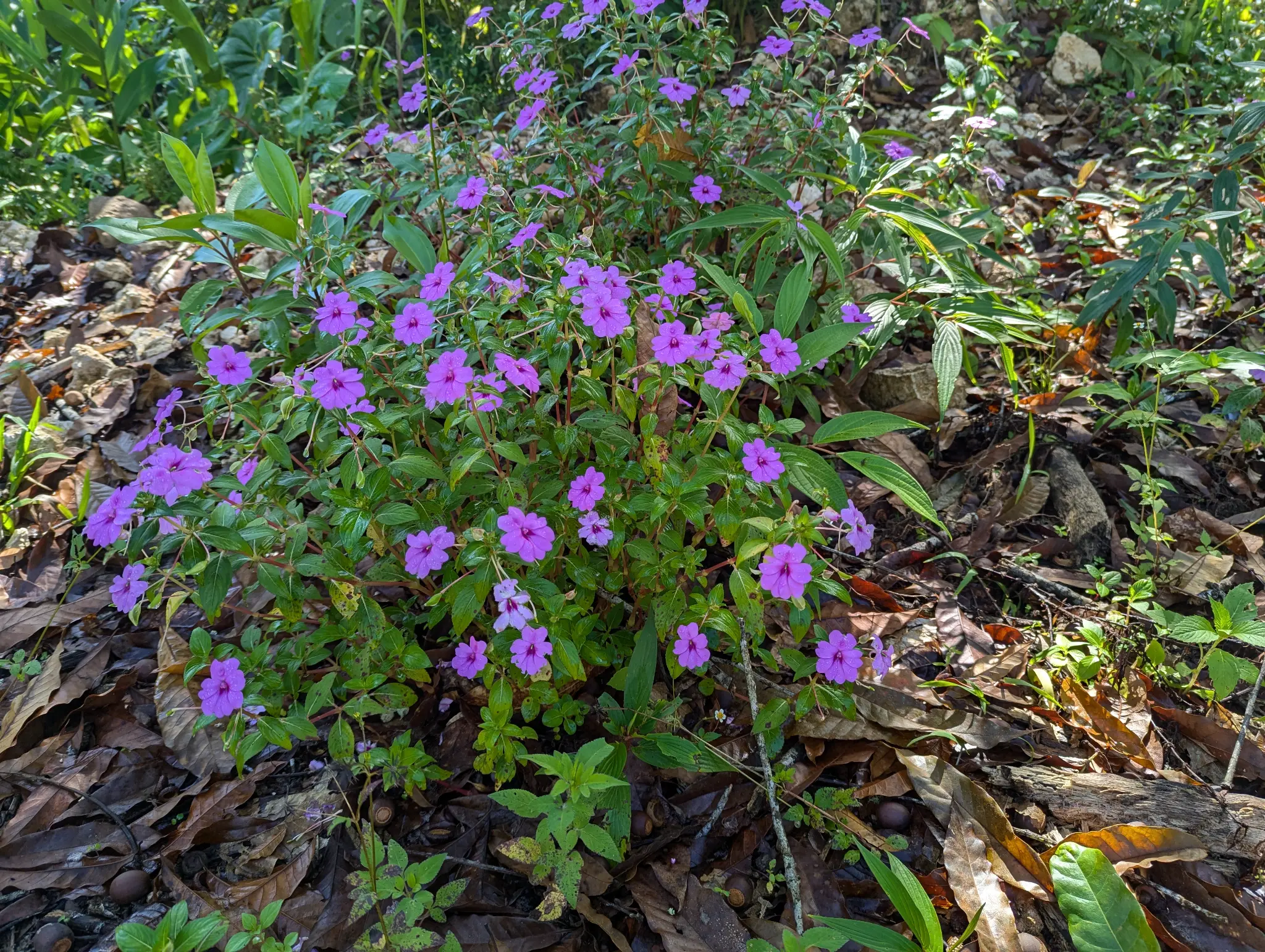 Scenic view at Finca Sylvatica