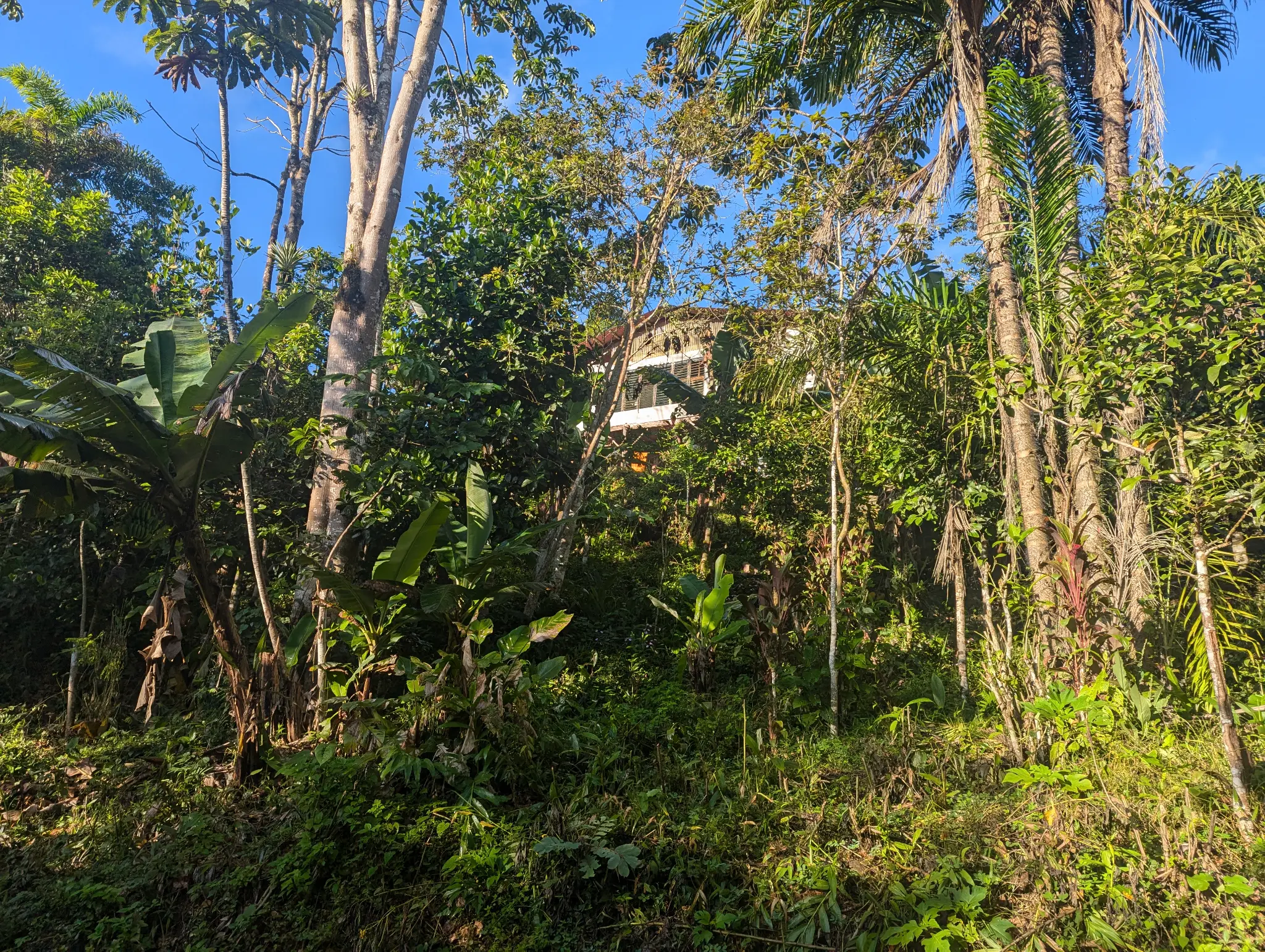 Feature of Finca Sylvatica