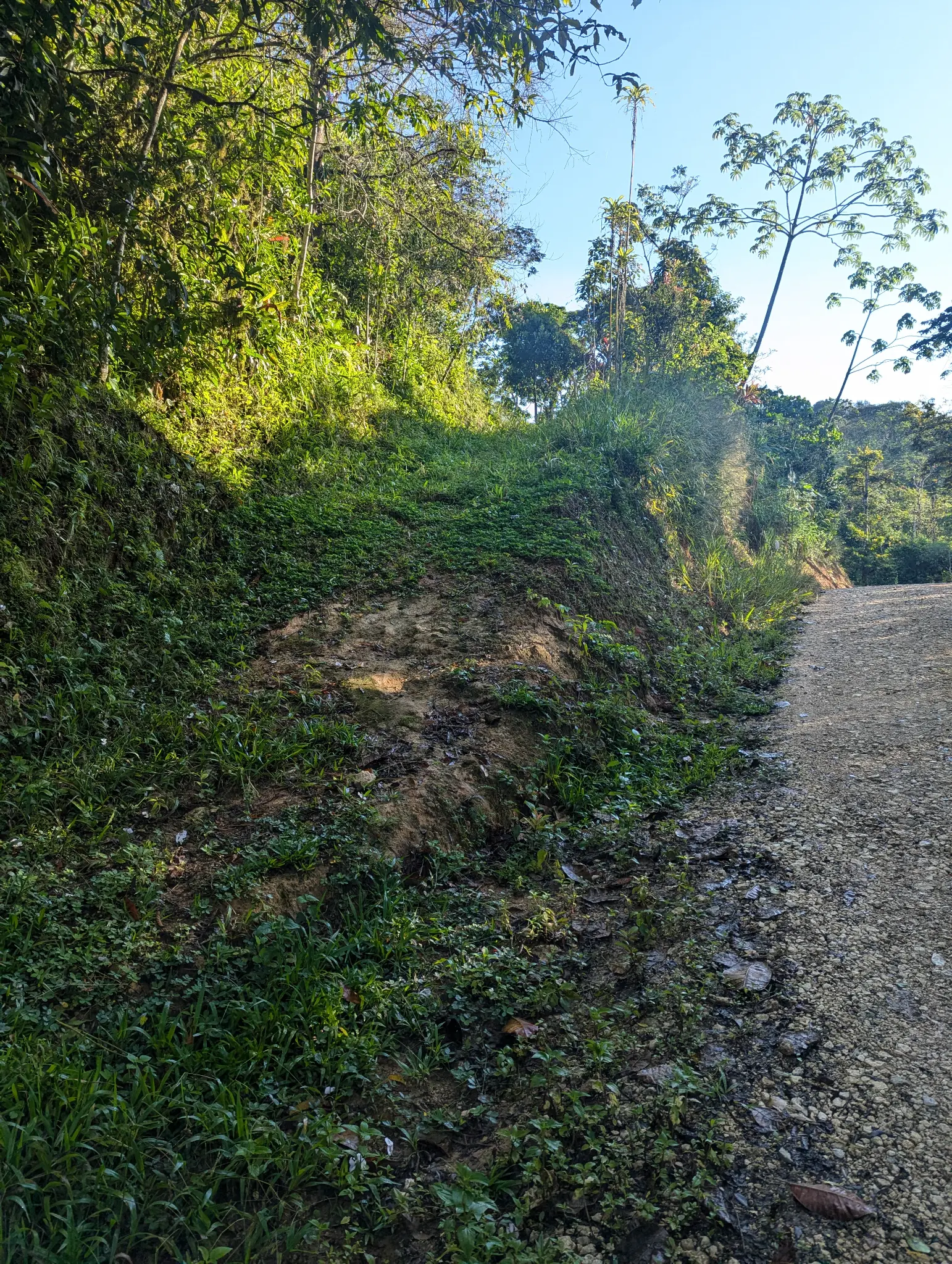 Lush greenery at Finca Sylvatica