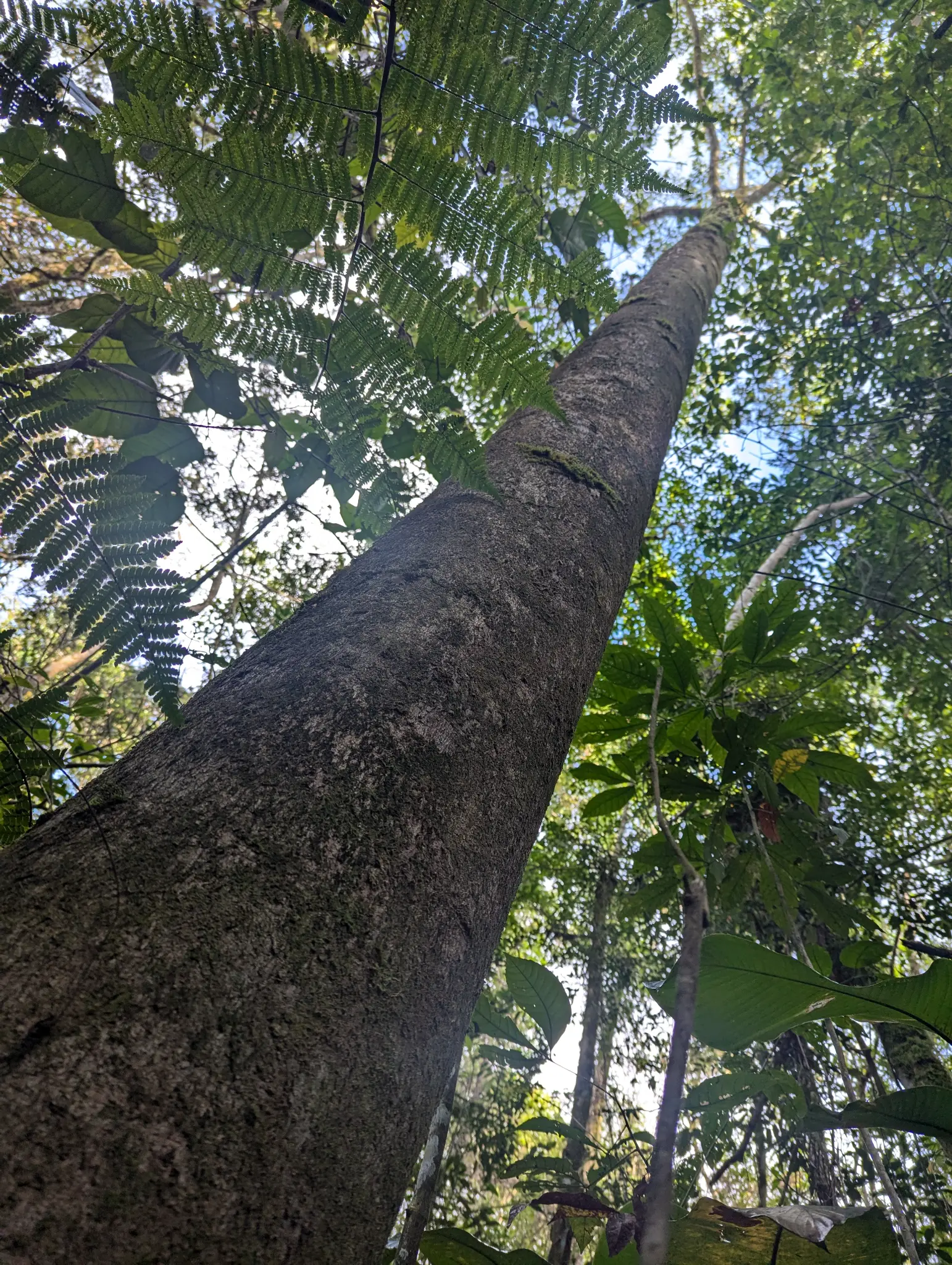 Property feature at Finca Sylvatica